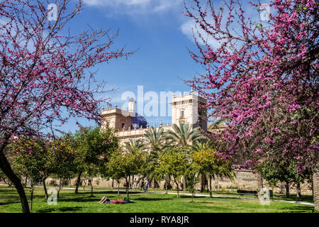 Museo delle Belle Arti di Valencia Museo de Bellas Artes, vista dal Parco Turia Spagna Judas Tree Cercis fiorito in primavera Valencia Giardini Turia Foto Stock