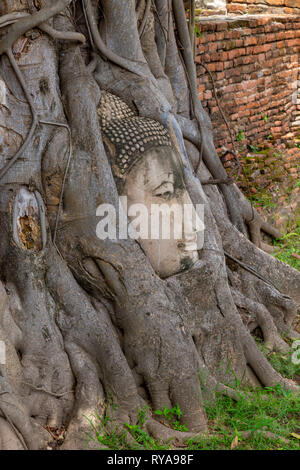 Testa di Buddha circondato dalle radici dell'albero. Wat Mahathat tempio. Ayutthaya, Thailandia Foto Stock