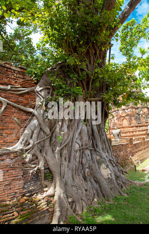 Testa di Buddha circondato dalle radici dell'albero. Wat Mahathat tempio. Ayutthaya, Thailandia Foto Stock