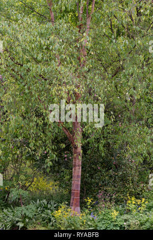BETULA ALBOSINENSIS panda rosso Foto Stock