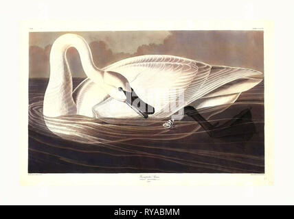 Robert Havell dopo John James Audubon, Trumpeter Swan, americano, 1793 1878, 1838 colorate a mano di attacco e la puntasecca Foto Stock