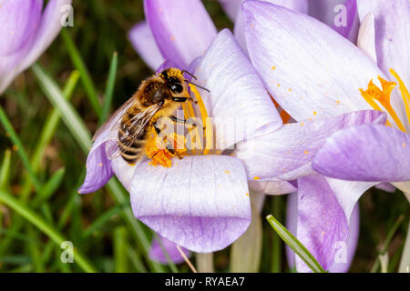 Eine Biene in einer Bluete Foto Stock