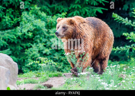 Kamtschatkabaer Foto Stock