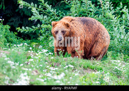 Kamtschatkabaer Foto Stock