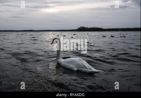 Berlino, Germania. Xii Mar, 2019. Un cigno è visto sul lago di Tegel a Berlino, capitale della Germania, il 12 marzo 2019. Credito: Shan Yuqi/Xinhua/Alamy Live News Foto Stock