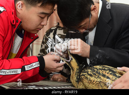 Cangzhou cinese nella provincia di Hebei. 13 Mar, 2019. Un esperto (R) esamina un tarabuso soffre della malattia al salvataggio della fauna selvatica e il centro di riabilitazione di Cangzhou, nel nord della Cina di nella provincia di Hebei, il 13 marzo 2019. Il Wildlife rescue center avviato un uccello-attività di aiuto per aiutare gli uccelli migratori con centinaia di volontari. Credito: Fu Xinchun/Xinhua/Alamy Live News Foto Stock