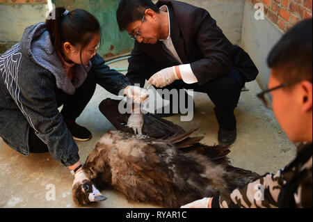 Cangzhou cinese nella provincia di Hebei. 13 Mar, 2019. Un esperto (C) tratta un avvoltoio con i Volontari del soccorso fauna selvatica e il centro di riabilitazione di Cangzhou, nel nord della Cina di nella provincia di Hebei, il 13 marzo 2019. Il Wildlife rescue center avviato un uccello-attività di aiuto per aiutare gli uccelli migratori con centinaia di volontari. Credito: Fu Xinchun/Xinhua/Alamy Live News Foto Stock