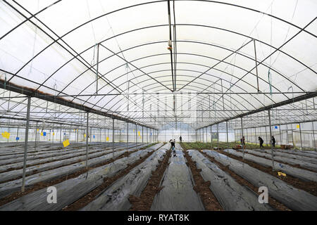 (190313) -- CHONGQING, Marzo 13, 2019 (Xinhua) -- Foto scattata il 13 marzo 2019 mostra gli agricoltori che lavorano in una serra di una scienza agricola base sperimentale nel distretto di Qianjiang, a sud-ovest della Cina di Chongqing comune. (Xinhua/Yang min) Foto Stock