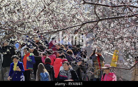 (190313) -- Pechino, 13 marzo 2019 (Xinhua) -- i visitatori godere il blossoms vicino Lago Kunming nel palazzo d'Estate a Pechino, capitale della Cina, il 13 marzo 2019. (Xinhua/Liu Xianguo) Foto Stock