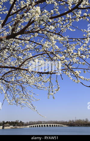 (190313) -- Pechino, 13 marzo 2019 (Xinhua) -- Foto scattata il 13 marzo 2019 mostra che i fiori nel palazzo d'Estate a Pechino, capitale della Cina. (Xinhua/Liu Xianguo) Foto Stock