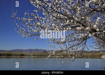 (190313) -- Pechino, 13 marzo 2019 (Xinhua) -- Foto scattata il 13 marzo 2019 mostra che i fiori nel palazzo d'Estate a Pechino, capitale della Cina. (Xinhua/Liu Xianguo) Foto Stock