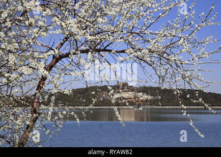 (190313) -- Pechino, 13 marzo 2019 (Xinhua) -- Foto scattata il 13 marzo 2019 mostra che i fiori nel palazzo d'Estate a Pechino, capitale della Cina. (Xinhua/Liu Xianguo) Foto Stock