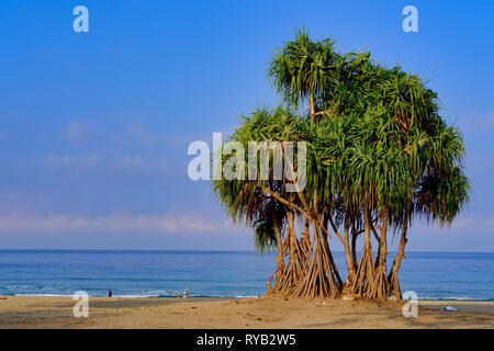 Tall mangrovie a Bang Tao Beach, Phuket, Tailandia Foto Stock