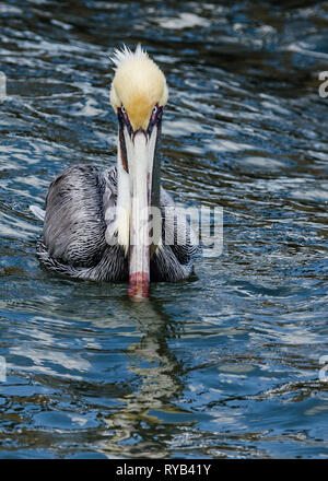 In prossimità di una florida brown pelican nuoto verso la telecamera con entrambi gli occhi guardando il fotografo. Foto Stock