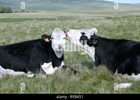 Vacche amichevole vicino Malham Tarn nel Yorkshire Dales National Park. Foto Stock