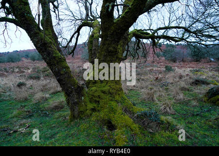 Coperte di muschio belle vecchie querce e ginestre sul Parco Nazionale di Dartmoor Foto Stock