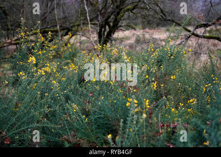 Coperte di muschio belle vecchie querce e ginestre sul Parco Nazionale di Dartmoor Foto Stock