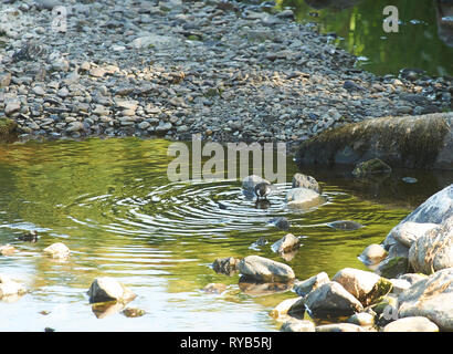 Bianco-fronteggiata bilanciere (Cinclus cinclus), stando in piedi in un fiume la ricerca di cibo, Parco Nazionale del Distretto dei Laghi, Cumbria, Regno Unito, GB. Foto Stock