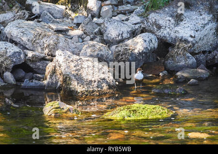 Bianco-fronteggiata bilanciere (Cinclus cinclus), stando in piedi in un fiume la ricerca di cibo, Parco Nazionale del Distretto dei Laghi, Cumbria, Regno Unito, GB. Foto Stock