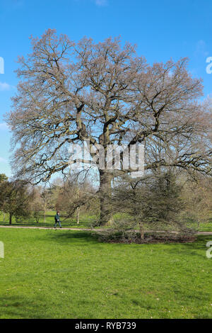 Donna che cammina sul sentiero di ghiaia via attraverso Oxford University Parks in inverno / primavera da un albero senza foglie in sole blu cielo Foto Stock