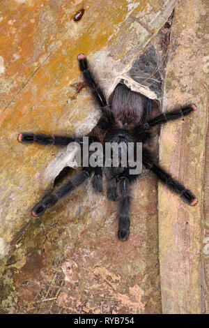 Rosa peruviana Toed Taranatula (Avicularia jurensis) a riposo in ingresso al suo nido, il Parco Nazionale del Manu, Perù, Novembre Foto Stock