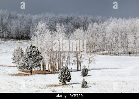 Frost pesanti dalla nebbia durante la notte ha coperto il luccio National Forest in un manto di bianco su una bella mattina di inverno Foto Stock