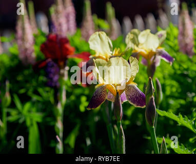 Il tedesco iris la fioritura delle piante in un misto di fiori perenni letto. Foto Stock