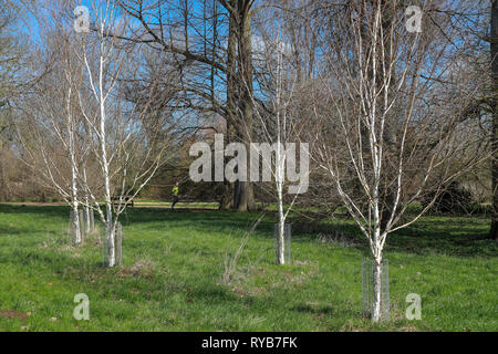 Uomo in giacca gialla in esecuzione sul sentiero di ghiaia nella luce del sole dietro gli alberi con foglie non trunk bianco rami Oxford University Parks in inverno / molla Foto Stock