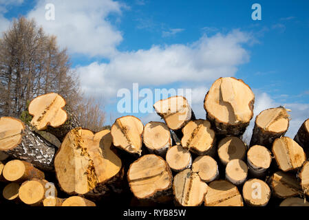 Impilate i registri di legno contro il cielo blu - legname o industria del legno concetto, segato registri su un cielo blu sullo sfondo. Foto Stock