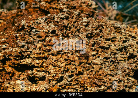 Termiti mangiare vecchia e decadente doghe in legno Foto Stock