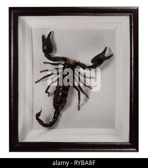 Scorpion Pandinus longimanus in frame isolati su sfondo bianco. Foto Stock