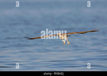 Western falco pescatore (Pandion haliaetus) in volo la preparazione per la cattura di pesci di lago con diffusione artigli (sequenza 1 di 2) Foto Stock