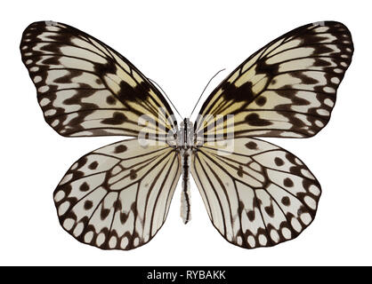 Butterfly Idea leuconoe isolati su sfondo bianco. Foto Stock