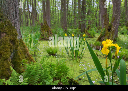 Alder carr mostra ontano nero e piante acquatiche come bandiera gialla (Iris pseudacorus) e acqua viola / featherfoil (Hottonia palustris) Foto Stock