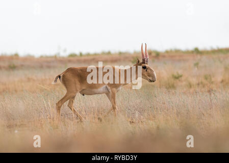 Potente saiga maschio. Saiga tatarica è elencato nel libro Rosso, Chyornye Zemli (terre nere) Riserva Naturale, Kalmykia regione, Russia Foto Stock