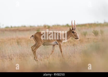 Potente saiga maschio. Saiga tatarica è elencato nel libro Rosso, Chyornye Zemli (terre nere) Riserva Naturale, Kalmykia regione, Russia Foto Stock