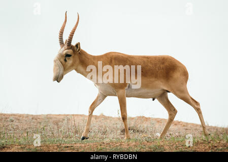 Potente saiga maschio. Saiga tatarica è elencato nel libro Rosso, Chyornye Zemli (terre nere) Riserva Naturale, Kalmykia regione, Russia Foto Stock