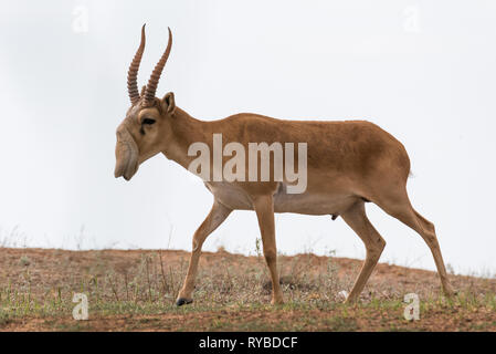 Potente saiga maschio. Saiga tatarica è elencato nel libro Rosso, Chyornye Zemli (terre nere) Riserva Naturale, Kalmykia regione, Russia Foto Stock