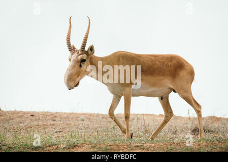 Potente saiga maschio. Saiga tatarica è elencato nel libro Rosso, Chyornye Zemli (terre nere) Riserva Naturale, Kalmykia regione, Russia Foto Stock