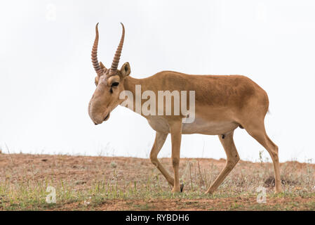 Potente saiga maschio. Saiga tatarica è elencato nel libro Rosso, Chyornye Zemli (terre nere) Riserva Naturale, Kalmykia regione, Russia Foto Stock