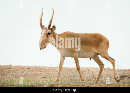 Potente saiga maschio. Saiga tatarica è elencato nel libro Rosso, Chyornye Zemli (terre nere) Riserva Naturale, Kalmykia regione, Russia Foto Stock