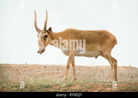 Potente saiga maschio. Saiga tatarica è elencato nel libro Rosso, Chyornye Zemli (terre nere) Riserva Naturale, Kalmykia regione, Russia Foto Stock