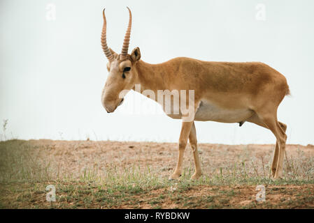 Potente saiga maschio. Saiga tatarica è elencato nel libro Rosso, Chyornye Zemli (terre nere) Riserva Naturale, Kalmykia regione, Russia Foto Stock