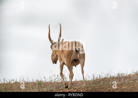 Potente saiga maschio. Saiga tatarica è elencato nel libro Rosso, Chyornye Zemli (terre nere) Riserva Naturale, Kalmykia regione, Russia Foto Stock