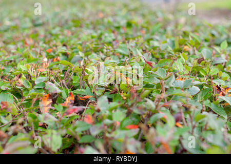Sfocata boccola verde o parete di arbusti e di primavera. Foto Stock