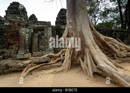 Ta Promh tempio di Angkor, Cambogia ricoperta da radici di albero Foto Stock