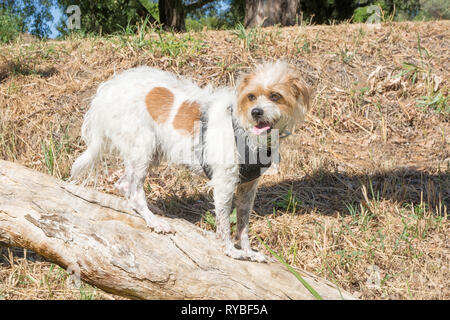 Jack Russell Cross in piedi su un registro caduti. Foto Stock