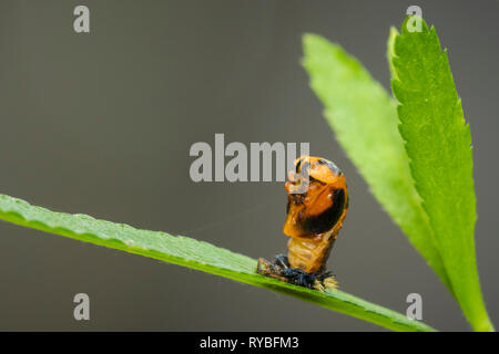 Coccinella insetto larva o pupacloseup. Fase di pupa sulla vegetazione verde closeup. Foto Stock