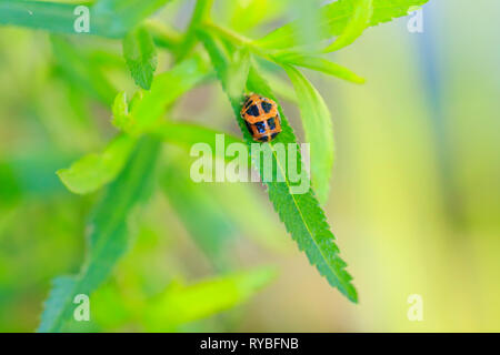 Coccinella insetto larva o pupacloseup. Fase di pupa sulla vegetazione verde closeup. Foto Stock