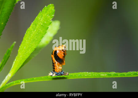 Coccinella insetto larva o pupacloseup. Fase di pupa sulla vegetazione verde closeup. Foto Stock